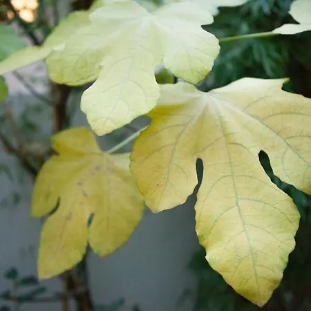 Charming In A Courtyard In Apartman Párizs
