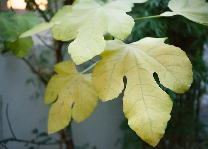 Charming In A Courtyard In Appartement Paris